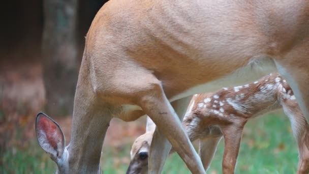 Fawn Whitetail rådjur med mamma — Stockvideo