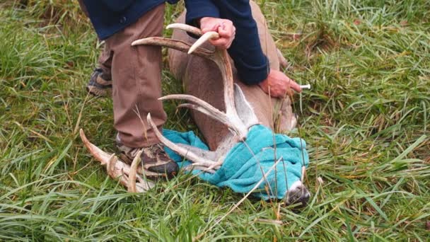 Whitetail Veado cuidados veterinários — Vídeo de Stock