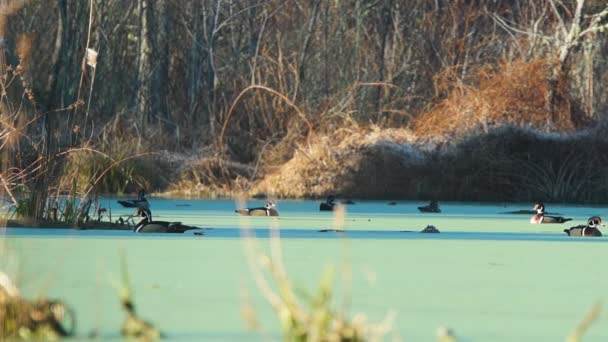 Enten auf dem See — Stockvideo