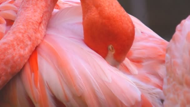 Güzel pembe flamingo — Stok video