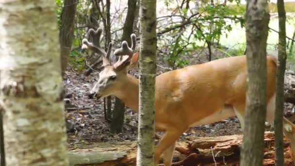 Whitetail szarvas érett Bak — Stock videók