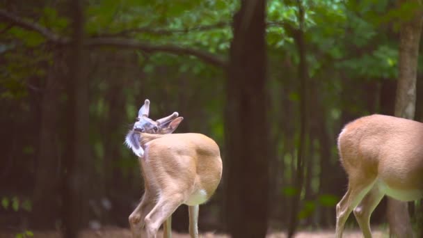 Whitetail geyikler — Stok video