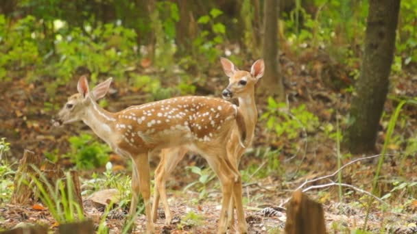 Fawn Whitetail Deer hiding in forest — Stock Video