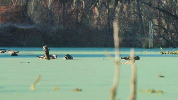 Ducks on lake — Stock Video