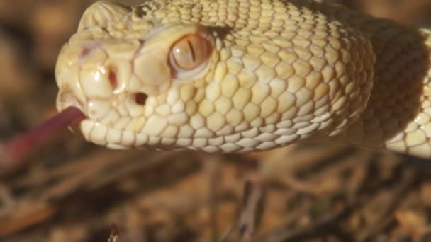 Serpente a sonagli strisciante — Video Stock