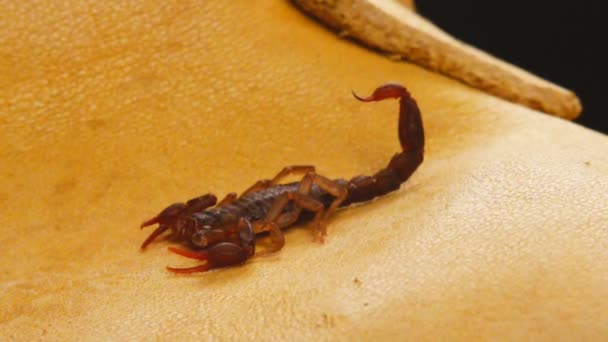 Scorpion du diable du Sud 