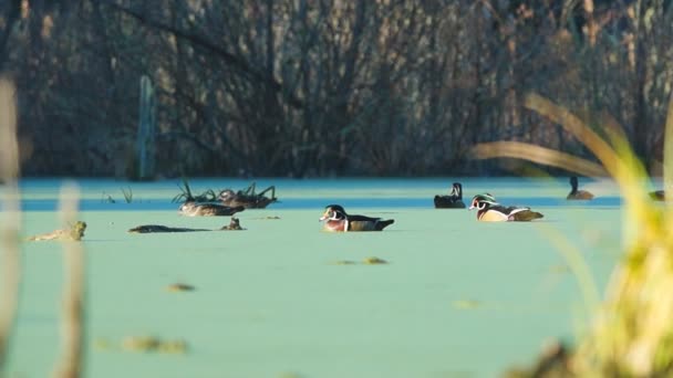 湖上的鸭子 — 图库视频影像
