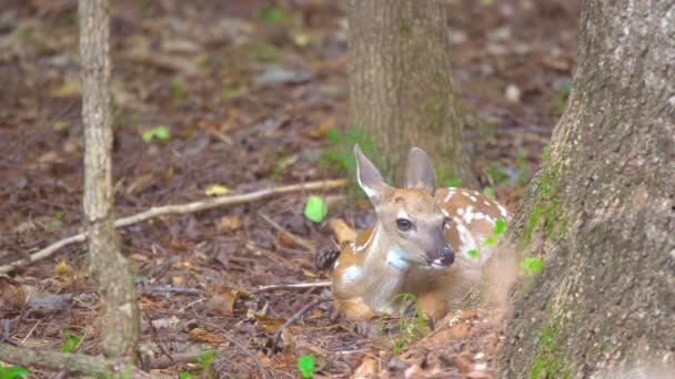 Fawn Whitetail rådjur gömmer sig i skogen — Stockvideo