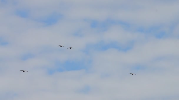 Patos selvagens voando — Vídeo de Stock