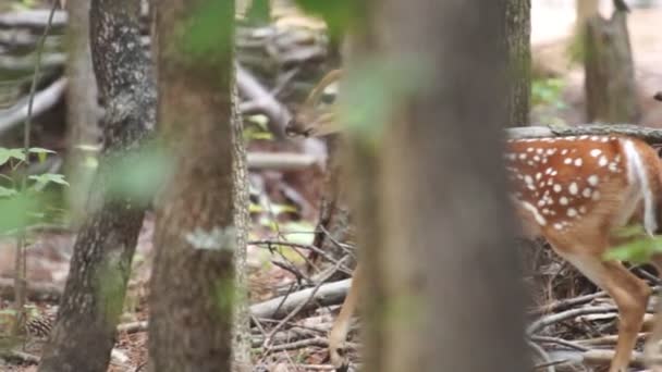 Whitetail Geyik geyik yavrusu — Stok video