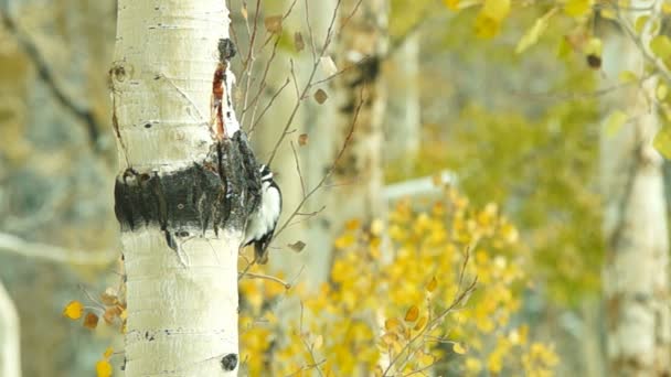 Downy Woodpecker on Aspen tree — Stock Video