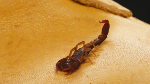 Scorpion du diable du Sud 