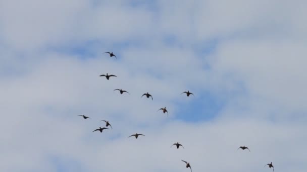 Patos selvagens voando — Vídeo de Stock