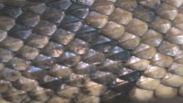 Cottonmouth Mocassin est un serpent venimeux — Video