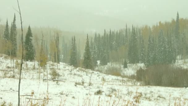 Tormenta de nieve en el norte de Colorado — Vídeos de Stock