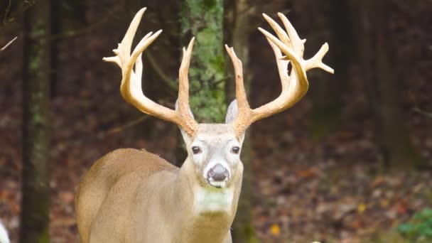 Whitetail Deer mature buck — Stock Video