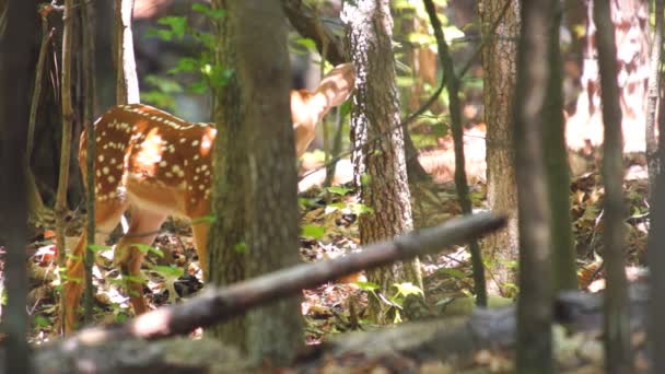 Whitetail Deer fawn — Stock Video