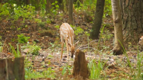 Fawn whitetail rådjur — Stockvideo