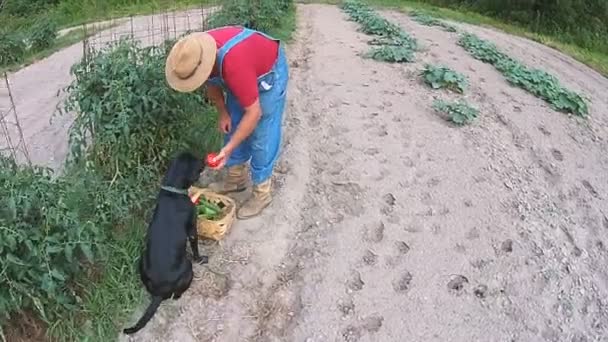 Agricultor no jardim colheita de legumes — Vídeo de Stock