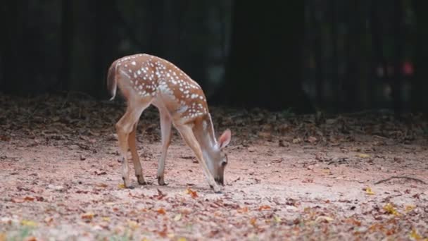 Fawn whitetail rådjur — Stockvideo