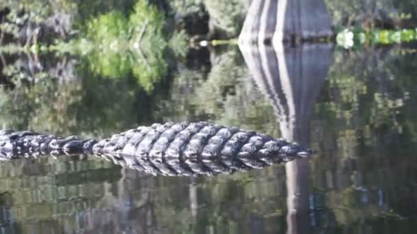 Amerikaanse Alligator op rivier — Stockvideo