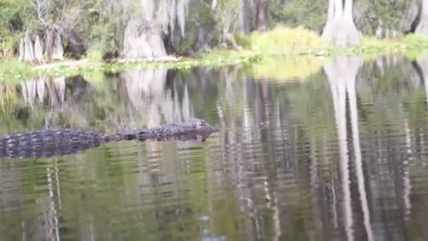 Alligator américain sur la rivière — Video