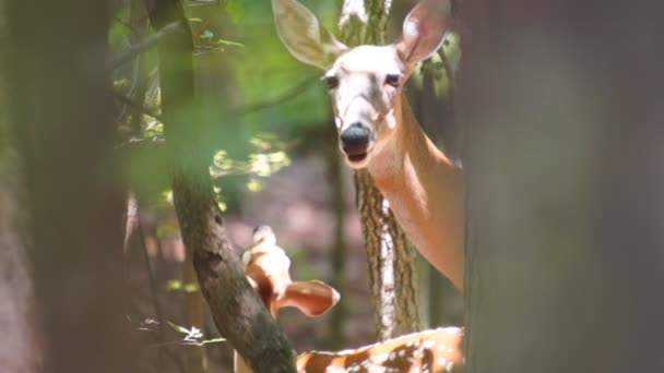 Whitetail Deer mother and baby — Stock Video