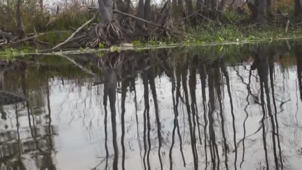 Американский аллигатор на реке — стоковое видео