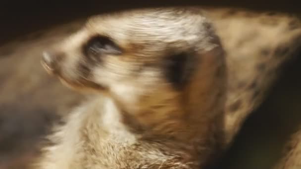 Meerkat eller suricate — Stockvideo