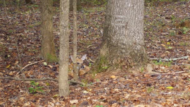 Fawn Whitetail Deer hiding in forest — Stock Video