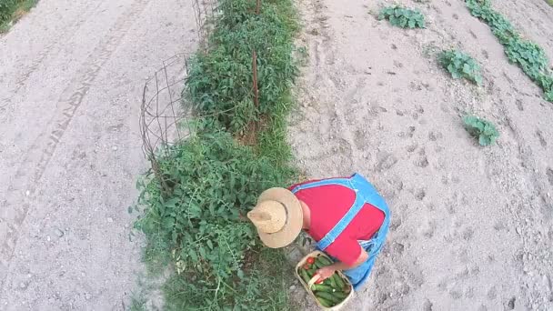 Agricultor en Jardín recogiendo verduras — Vídeo de stock