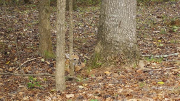Chevreuil fauve se cachant dans la forêt 
