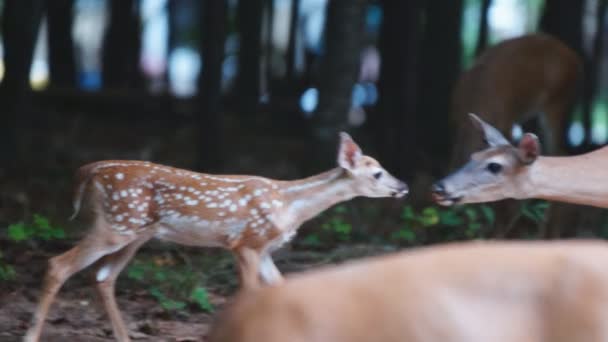 白尾鹿鹿 — 图库视频影像