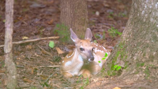 Fakó Whitetail szarvas bujkál az erdőben — Stock videók