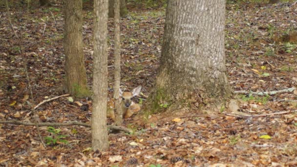 Chevreuil fauve se cachant dans la forêt 