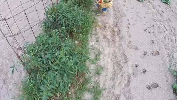 Agricultor en Jardín recogiendo verduras — Vídeos de Stock