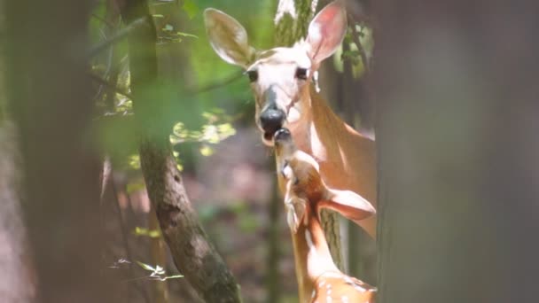 Weißnagel-Hirsch Mutter und Baby — Stockvideo