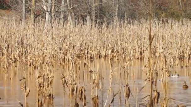 Enten auf Teich — Stockvideo