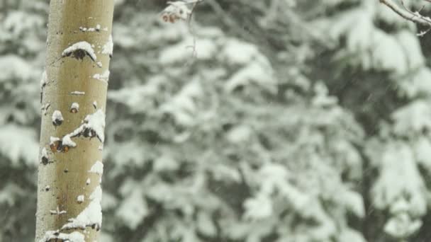 Aspen bos tijdens sneeuwstorm — Stockvideo