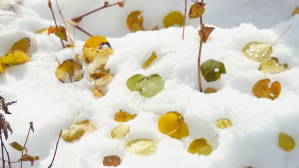 Bosque de Aspen durante tormenta de nieve — Vídeo de stock