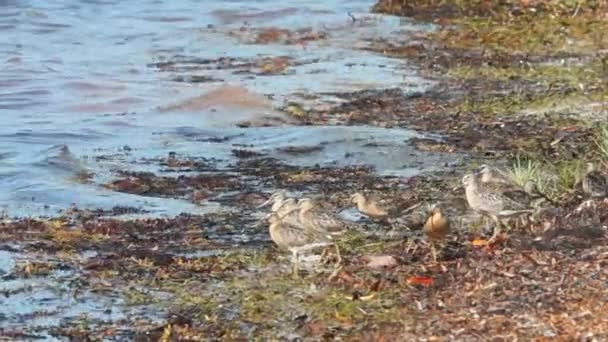 Shorebirds в Флорида-Кіс — стокове відео