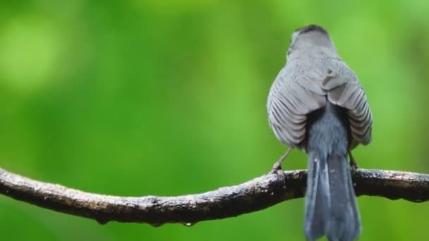 Grå kattfågel under regn — Stockvideo