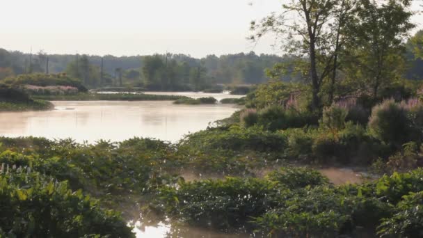 Мичиганское болото — стоковое видео