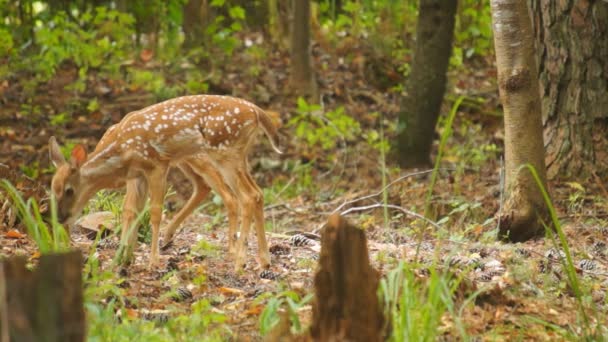 Fawn Whitetail Deer — Stock Video