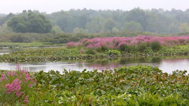 Palude del Michigan — Video Stock