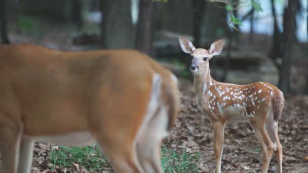 与母亲的小鹿白尾鹿。 — 图库视频影像