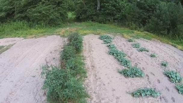 Farmer in Garden picking vegetables — Stock Video