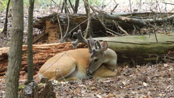 Whitetail rådjur buck — Stockvideo