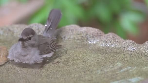 Grigio Catbird fare il bagno in un bagno di uccelli — Video Stock