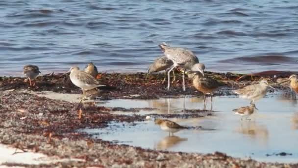 Shorebirds in Florida — Stock Video